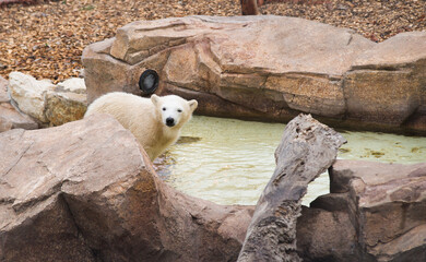 Fototapeta na wymiar Polar bear cub walking in water