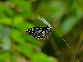 Butterfly on a flower