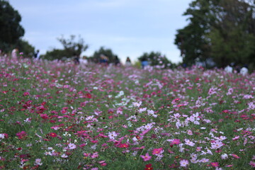 cosmos in the park ,japan,tokyo