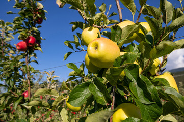 Detail of the yellow and red apples in a cultivation in the idyllic orchard in Trentino. The branches are loaded with apples ready for harvest Trentino Alto Adige, Italy