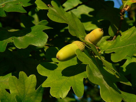 Oak branch with juicy green leaves and acorns on a sunny day # 2