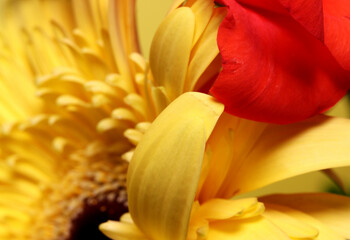 close-up detail of colorful flowers 