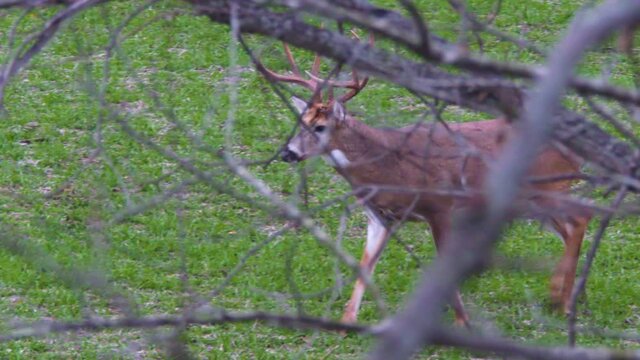Huge whitetail buck walking on edge of forest