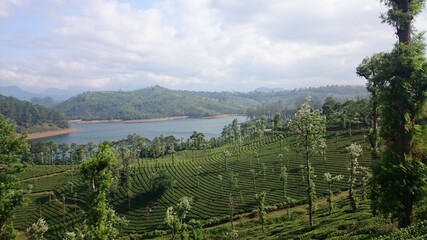 Tea plantation in valparai near the lake India