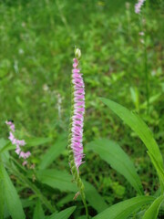 ネジバナ　ねじれず