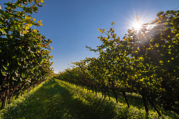 Fototapeta premium Vineyard with ripe red wine grapes near a winery in late summer at sunset. Before the harvest in the Cavedine valley, wine production in Trentino Alto Adige, Italy, Europe