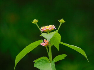 red and yellow flower