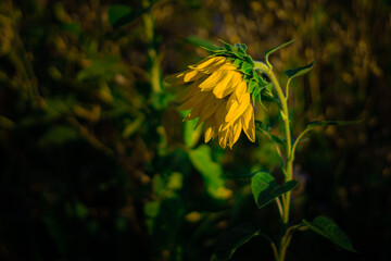 thirsty Sunflower - climate change and global warming
