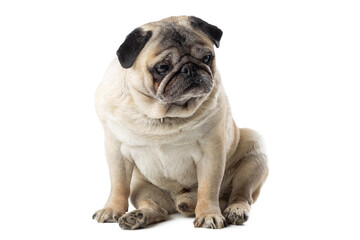 Fototapeta premium Adorable mature Pug dog sitting on white isolated background. Funny dog poses