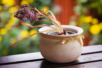 withered plant in a pot on a wooden table