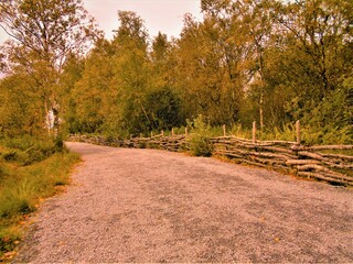 Fototapeta na wymiar Autumn forest path