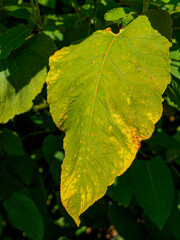 Close up of a large green leaf