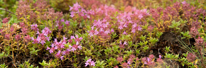 Floral background sunlight glade with purple flowers