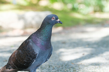 エサをねだるハト