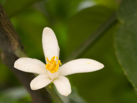 Citrus Limetta Blossom