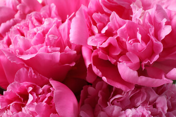 Closeup view of beautiful pink peony flowers