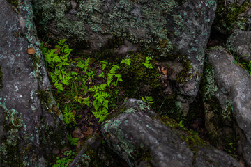 large gray rough textured chipped stones with moss among green grass