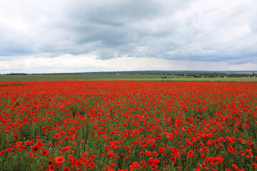 Beautiful red poppy flowers growing in field
