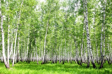Fototapeta premium White birch trees in the forest in summer