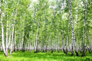 Foto op Plexiglas White birch trees in the forest in summer © Prikhodko
