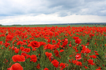 Beautiful red poppy flowers growing in field