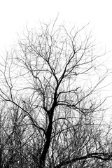 tree branch silhouette