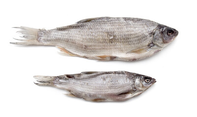 Dried fish for food on a white background