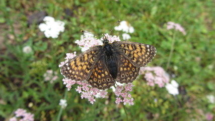 butterfly on a flower