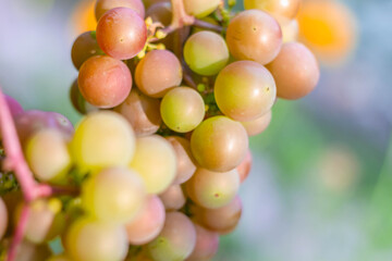 A bunch of pink grapes ripen on the grape plant. Large pink and green grapes close-up.