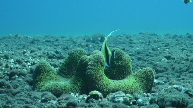 Clown fish - Saddleback Anemonefish - Amphiprion polymnus in anemone. Underwater world of Tulamben, Bali, Indonesia. 4k underwater video.