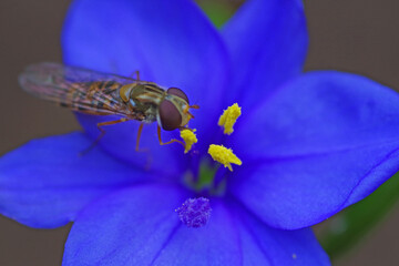 Fleur et insecte du jardin botanique de Roscoff