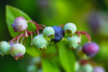 Macrophotography of blueberries on a Bush. Purple, black, and green berries grow on the blueberry plant.