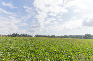 Fototapeta na wymiar Agricultural fields near Heidenhoek, The Netherlands