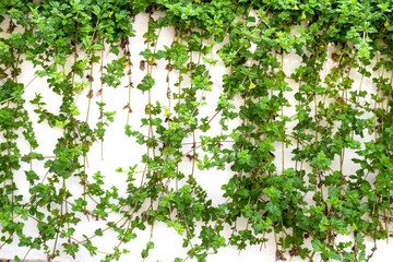 Fototapeta na wymiar green plant on background wall