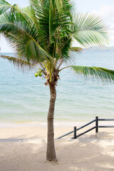 Tropical beach with palm trees, Thailand