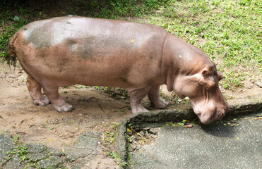 hippopotamus in nature