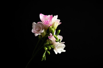 Beautiful bright freesia flowers on black background