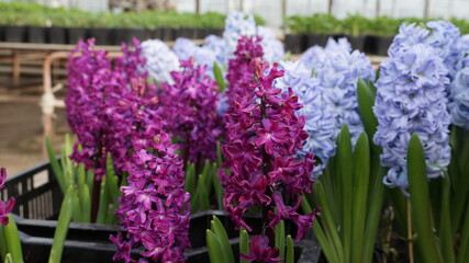 Naklejka premium purple flowers