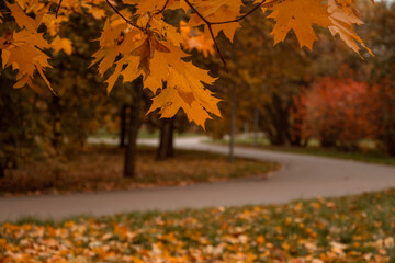 Yellow, orange autumn maple leaves on a tree branch in a beautiful autumn Park. Fallen Golden autumn leaves on the green grass