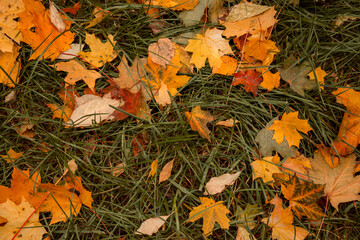 Yellow, orange autumn maple leaves on the green grass of the autumn Park. Fallen Golden autumn leaves on the green grass