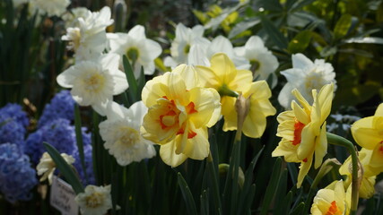 daffodils in spring