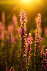 Obraz premium Close up lupin in the golden light at sunset in a field close-up. Field grasses all around. Golden hour. Beautiful summer floral background, lupine flowers in the meadow. Selective focus