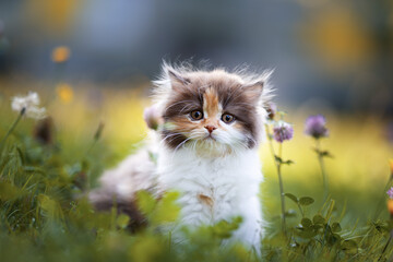 Britisch Kurzhaar Langhaar Kitten Katzenkind 