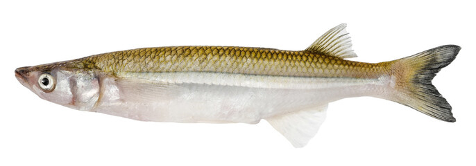 Smelt fish isolated on white background