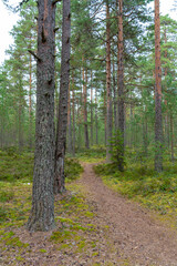 Footpath in damp pine forest