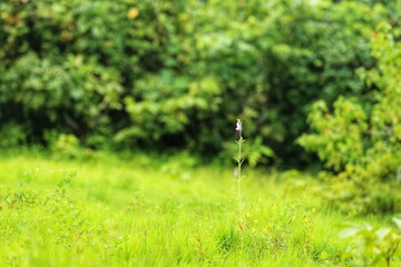 a lone plant in the grass