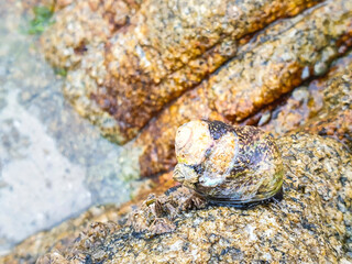 Lined top shell snail