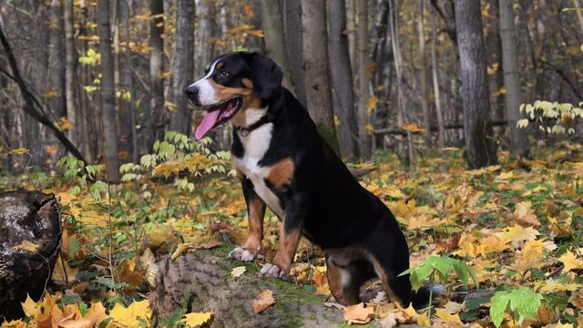 Dog plays on yellow leaves in the Autumn Forest.