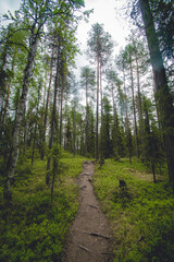 hiking footpath in beautiful wilderness in Finland