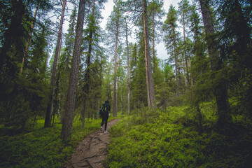 hiking footpath in beautiful wilderness in Finland